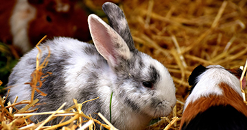 兔飼料